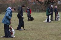 Gruppenübung - umrunden der anderen Hunde